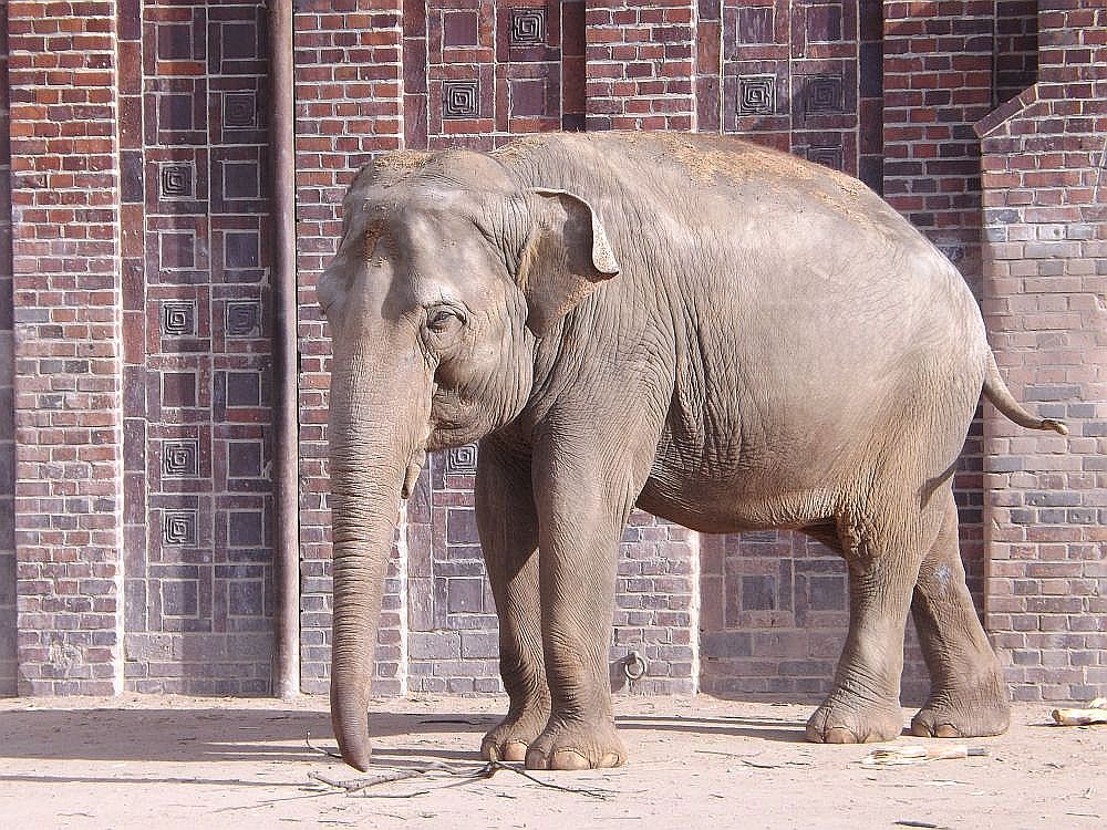 Asiatischer Elefant (Zoo Leipzig)