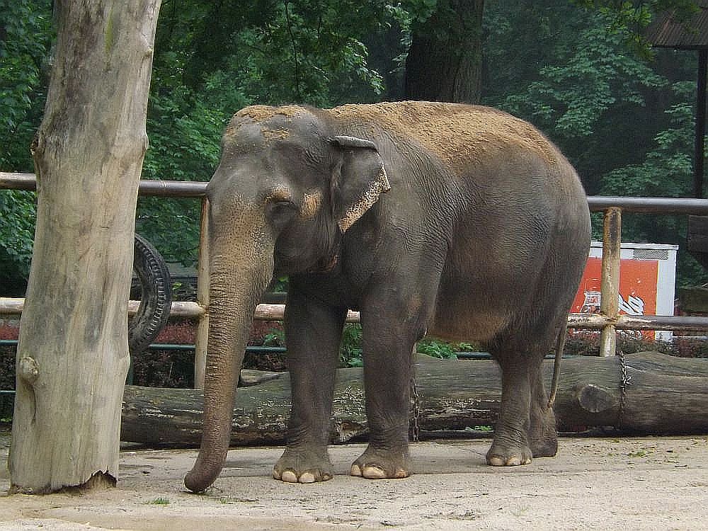 Asiatischer Elefant (Zoo Liberec)