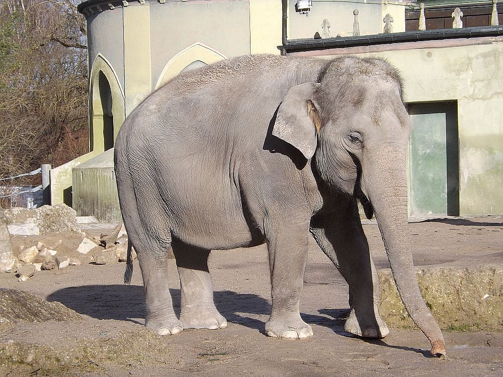 Asiatischer Elefant (Tierpark Hellabrunn)