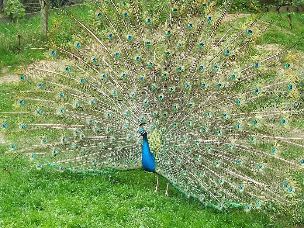 Blauer Pfau (Vogelpark Abensberg)