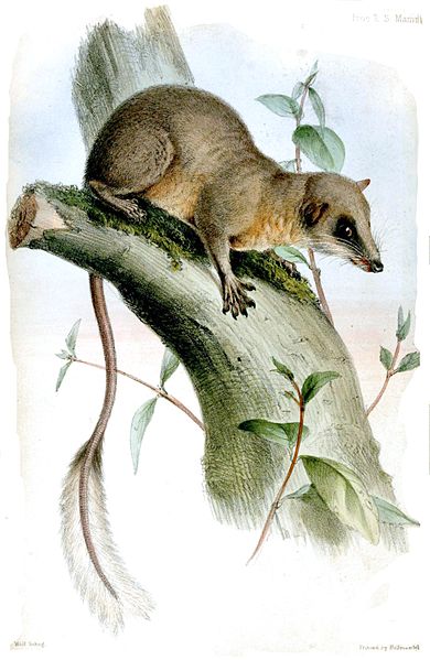 Federschwanz-Spitzhörnchen (Joseph Wolf)