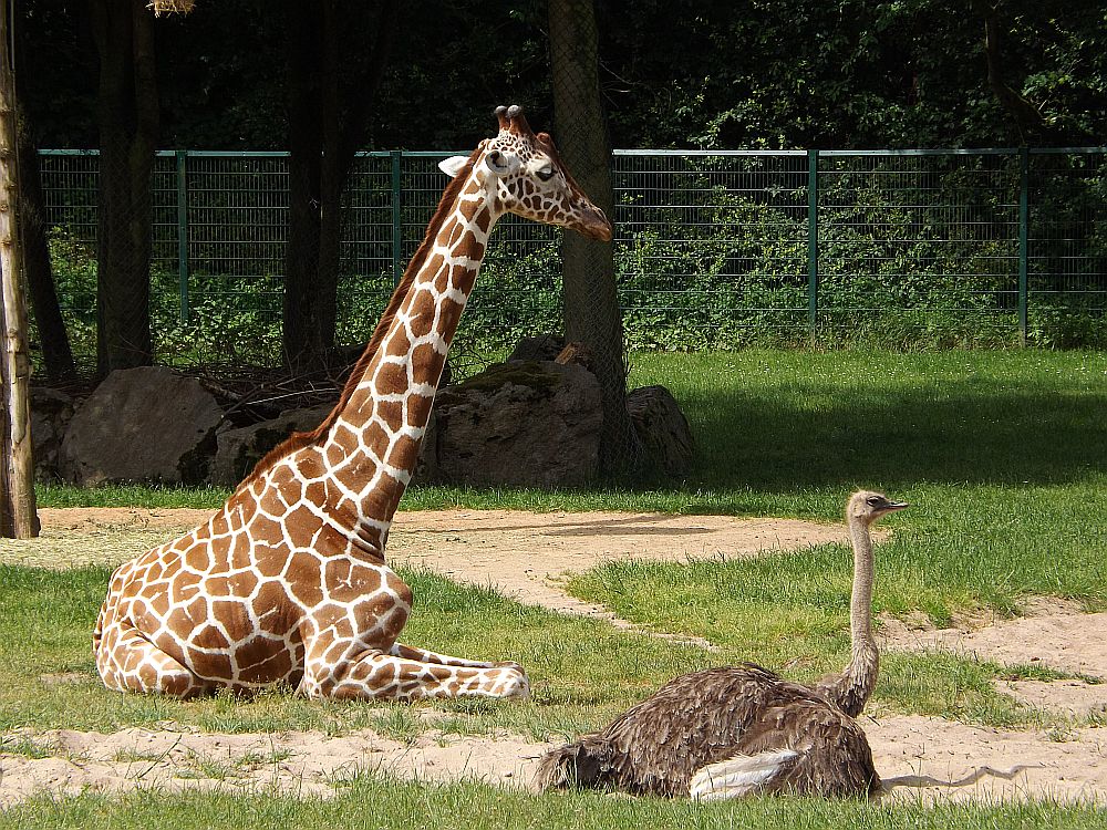 Giraffe und Strauß (Tiergarten Nürnberg)