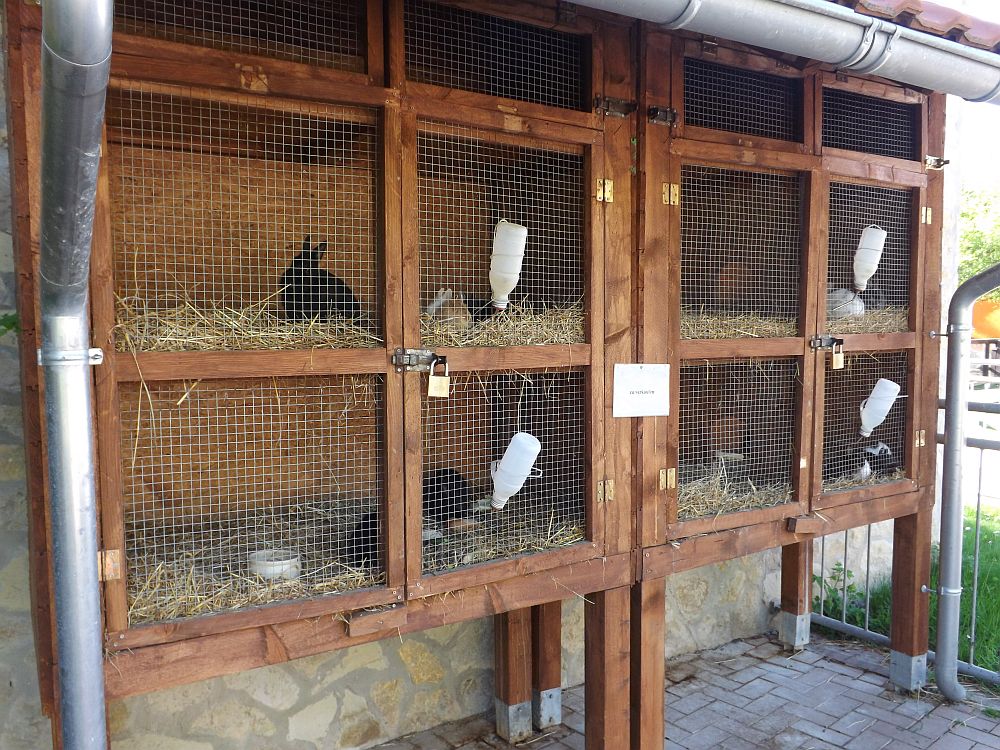 Kaninchenhaltung (Tierpark Bad Kösen)