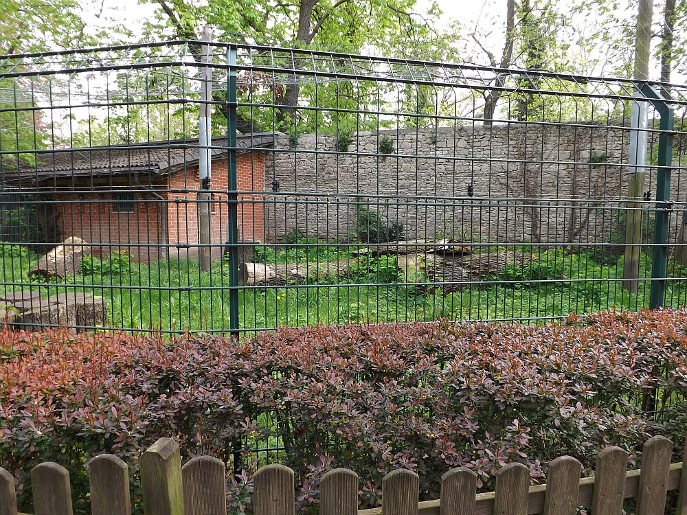 Leeres Leopardengehege (Tiergarten Staßfurt)