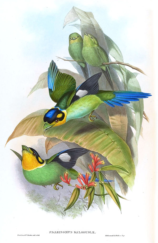 Papageibreitrachen (John Gould)