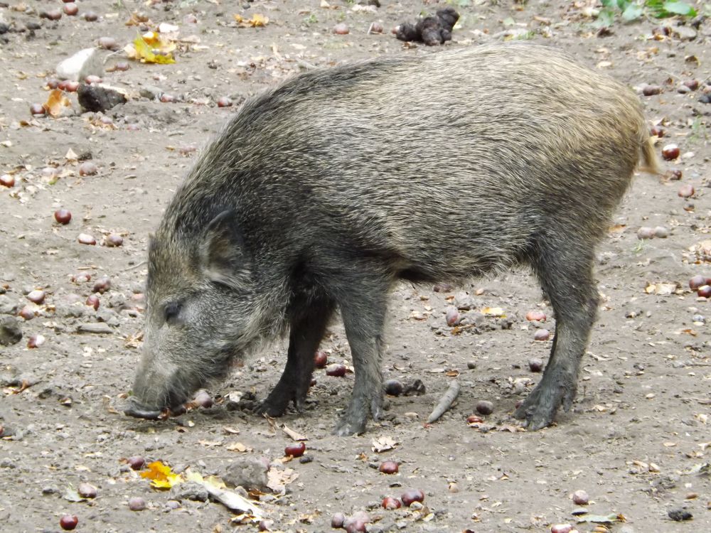 Wildschwein (Wildpark Connewitz)