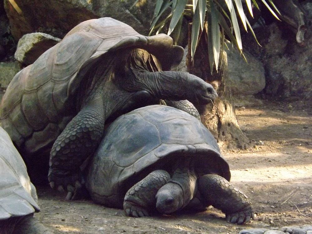 Aldabra-Riesenschildkröte (Tierpark Hellabrunn)