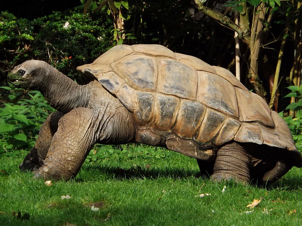 Aldabra-Riesenschildkröte (Zoo Krefeld)