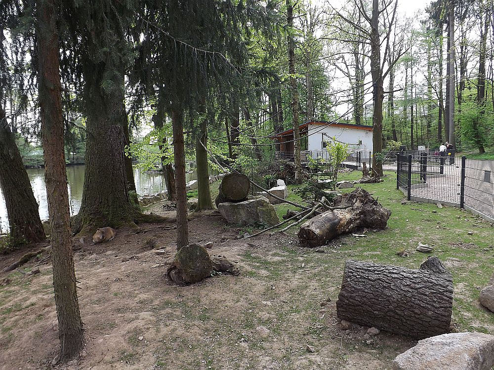 Rüsselsheim (Tierpark Hirschfeld)