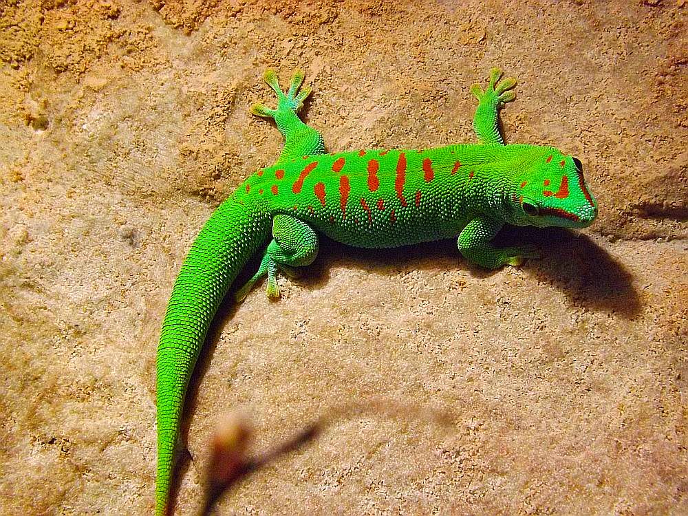 Madagaskar-Taggecko (Tiergarten Nürnberg)