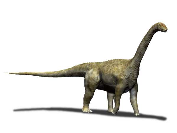 Camarasaurus lentus (© N. Tamura)
