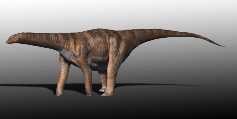 Cetiosaurus oxoniensis (© N. Tamura)