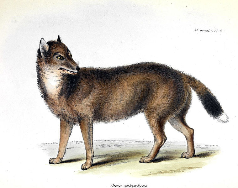 Falklandwolf (George R. Waterhouse)