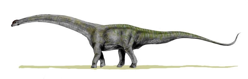 Futalognkosaurus dukei (© N. Tamura)