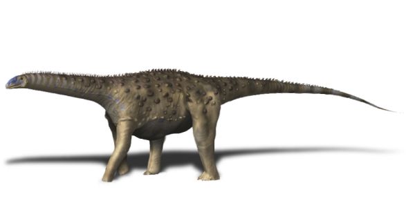 Saltasaurus loricatus (© N. Tamura)