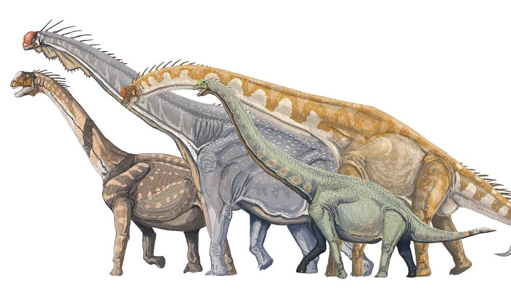 Camarasaurus, Brachiosaurus, Giraffatitan, Euhelopus (Dmitry Bogdanov)