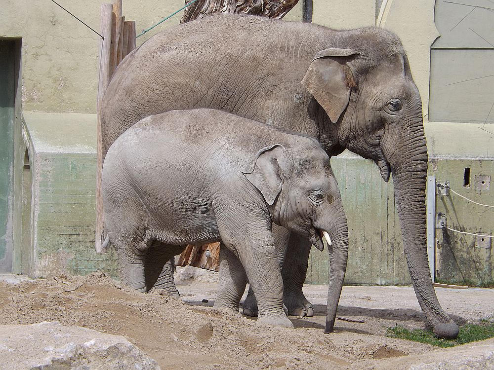 Asiatischer Elefant (Tierpark Hellabrunn)