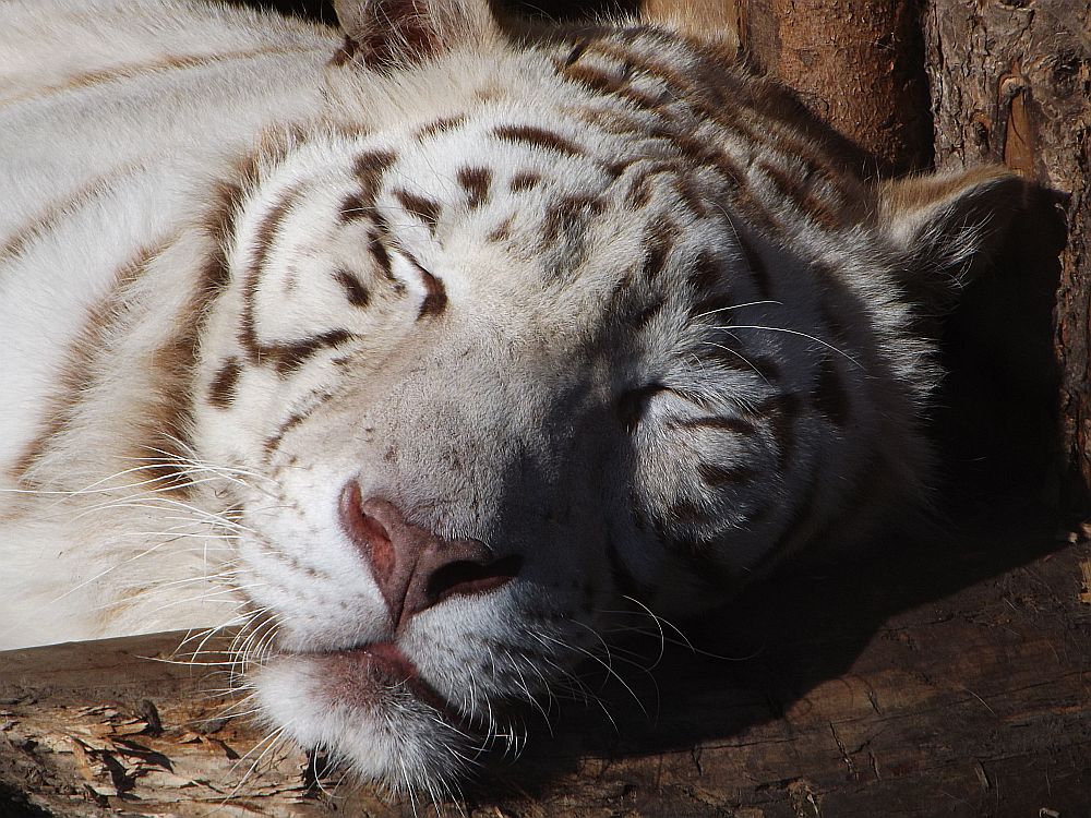 Weißer Tiger (Zoo Aschersleben)