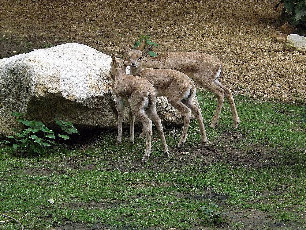 Persische Kropfgazelle (Tier- und Naturschutzpark Görlitz)