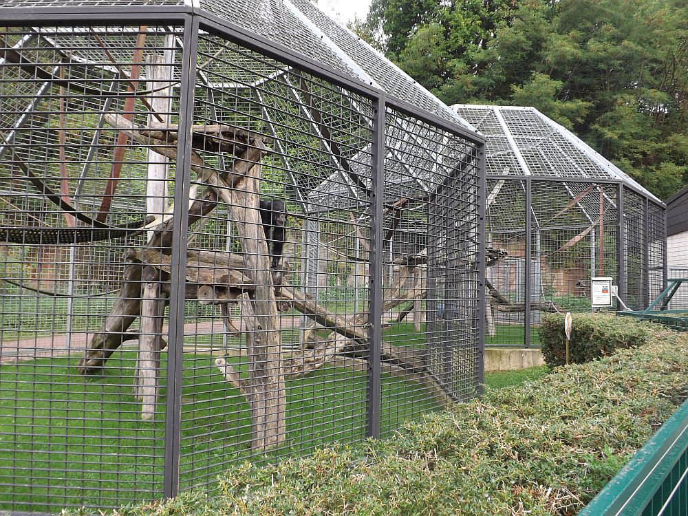 Außenanlage der Schimpansen (Zoo Saarbrücken)