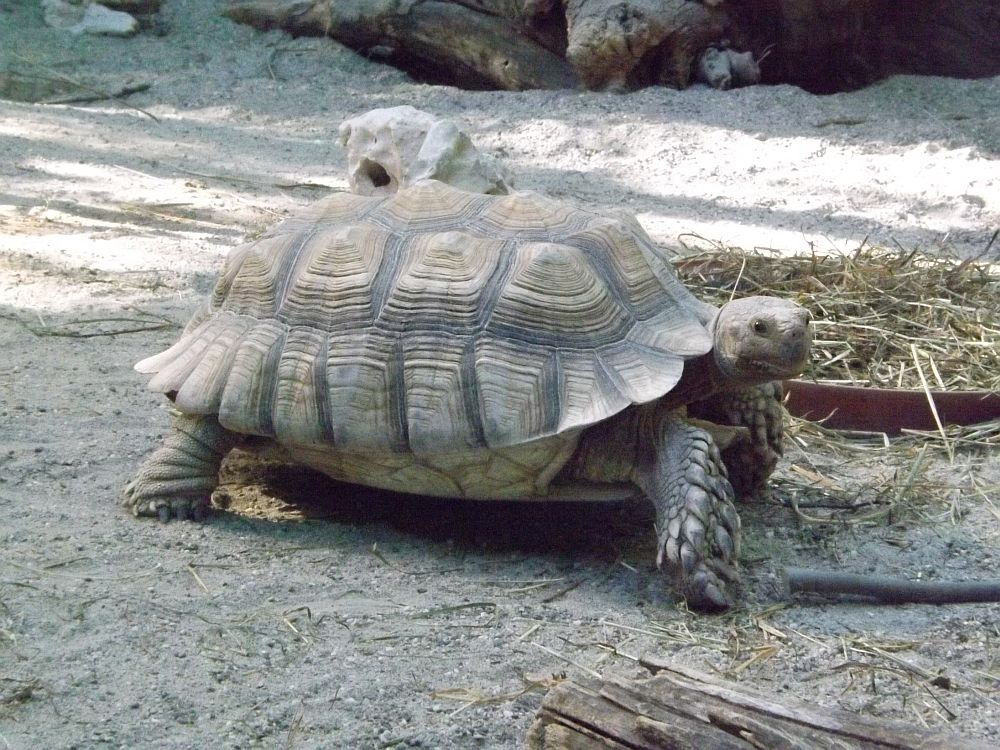 Spornschildkröte (Tierpark Hellabrunn)