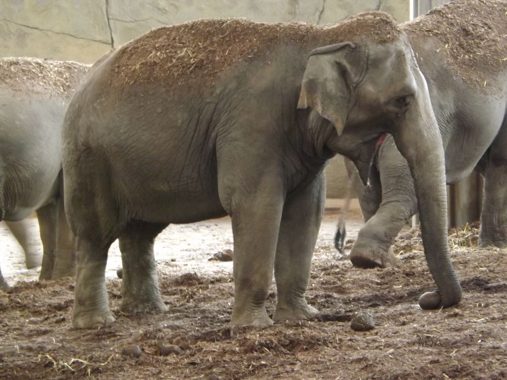Asiatischer Elefant, 2013 (Zoo Köln)
