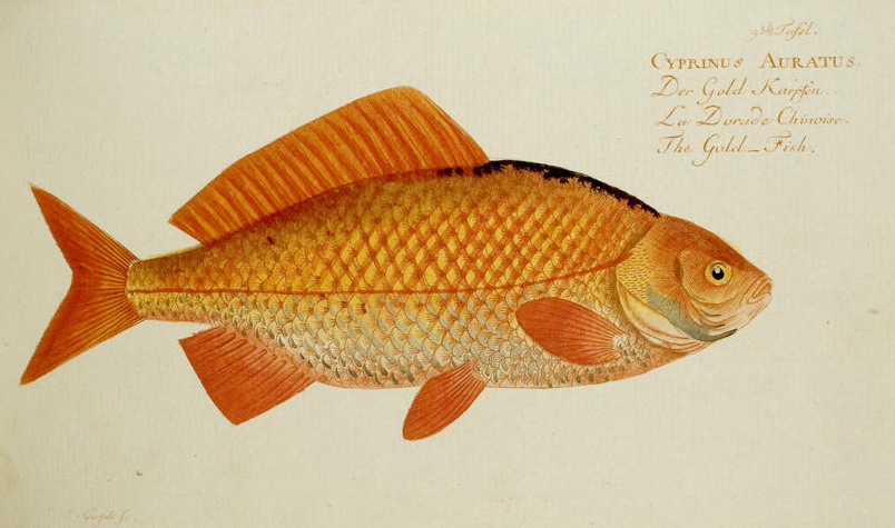 Goldfisch (Marcus Elieser Bloch)