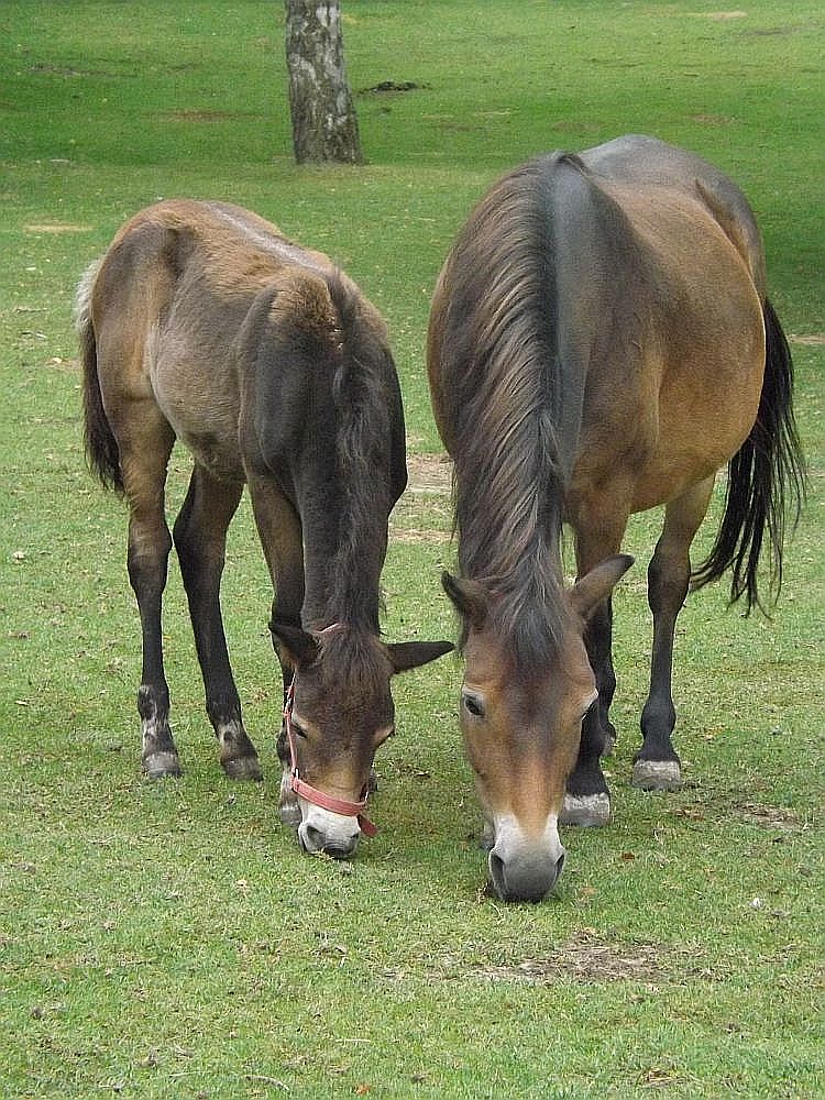 Exmoor-Pony (Erlebniszoo Hannover)