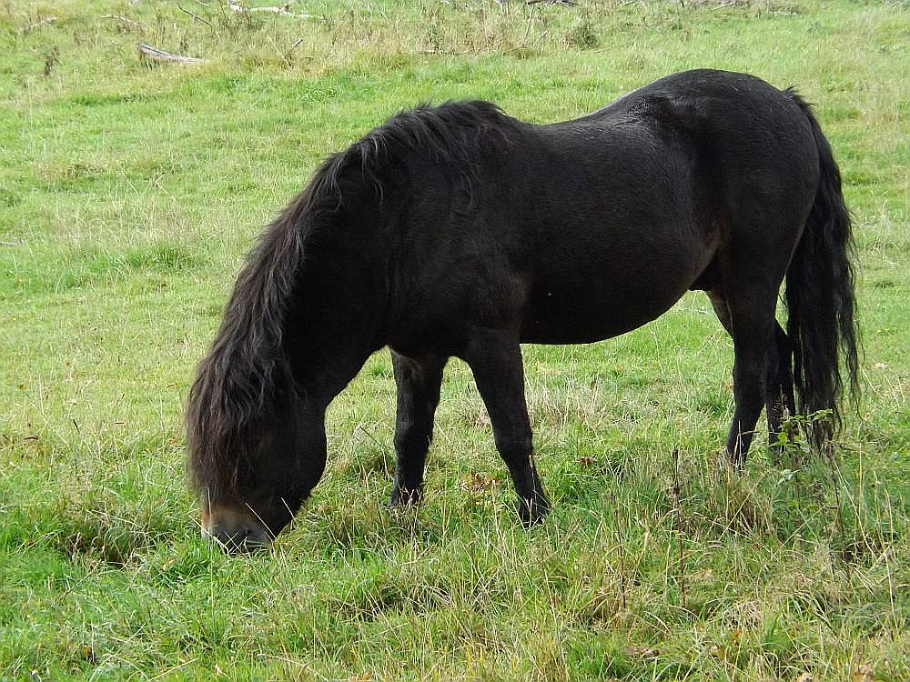 Exmoor-Pony (Tierpark Sababurg)