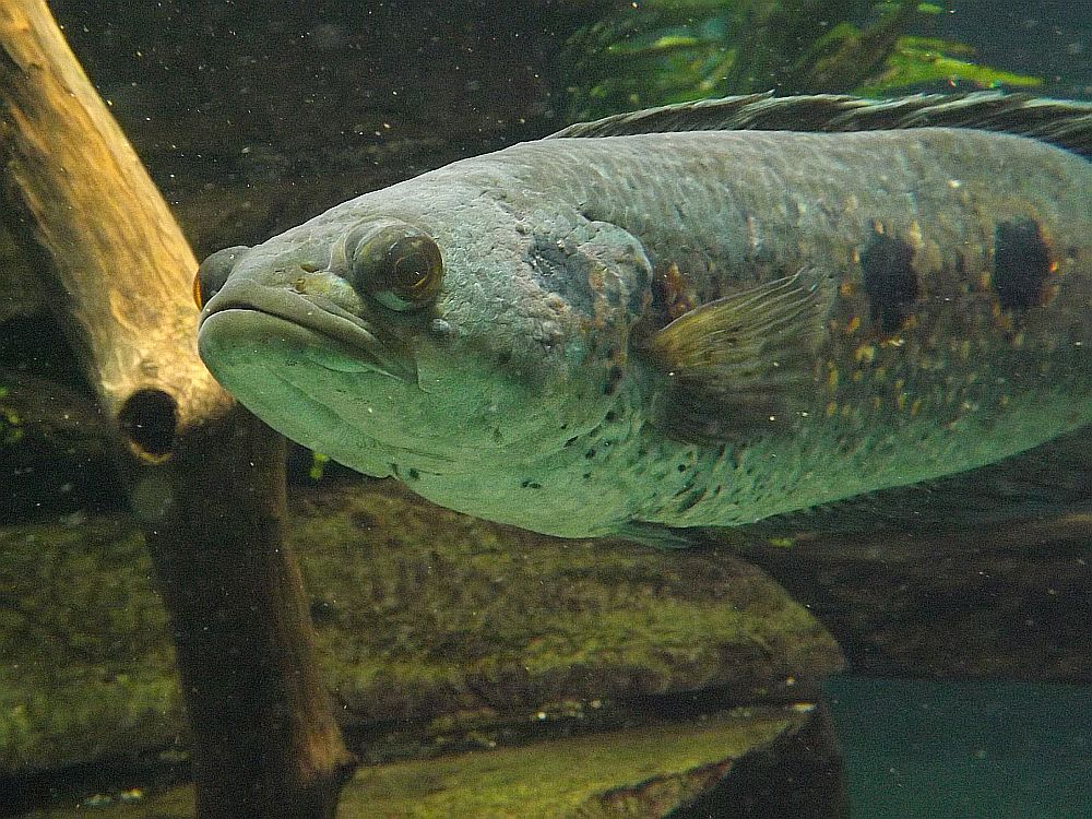 Gefleckter Schlangenkopffisch (Zoo Wuppertal)