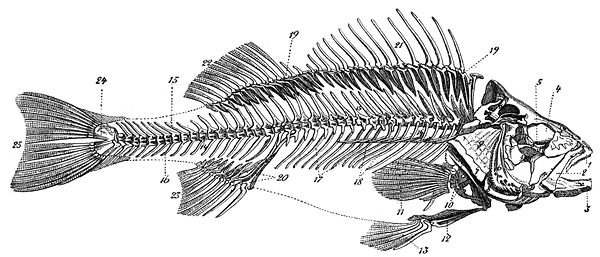 Skelett eines Flussbarschs (Schul-Naturgeschichte 1891)