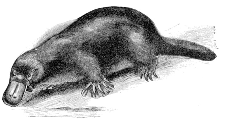 Schnabeltier (Cambridge Natural History_Mammalia, Frank E. Beddard)