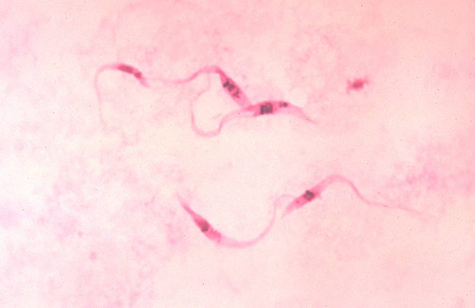 Trypanosoma cruzi (CDC, Dr. Myron G. Schultz)