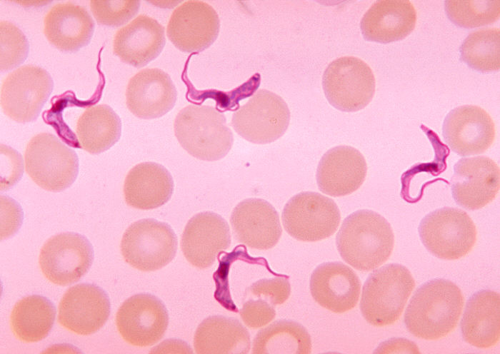 Trypanosoma (CDC)