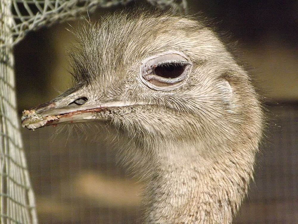 Darwin-Nandu (Weltvogelpark Walsrode)