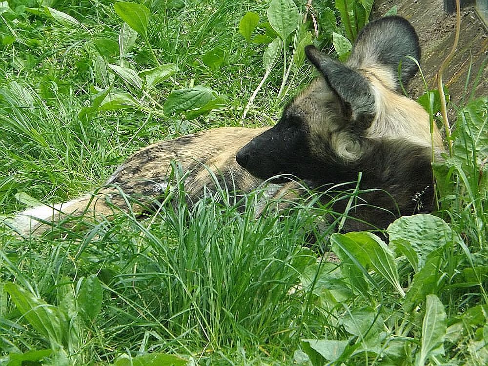 Afrikanischer Wildhund (Zoo Dvur Kralove nad Labem)