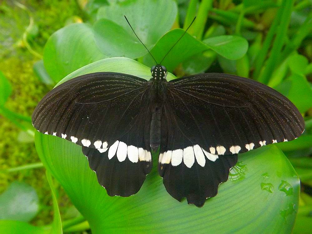 Papilio polytes (Botanischer Garten München)