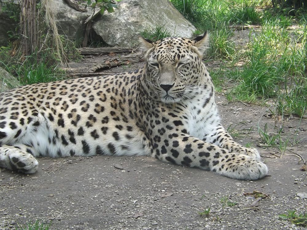 Persischer Leopard (Zoo Augsburg)