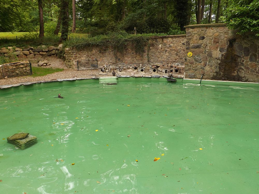 Pinguinanlage (Zoo Schwerin)