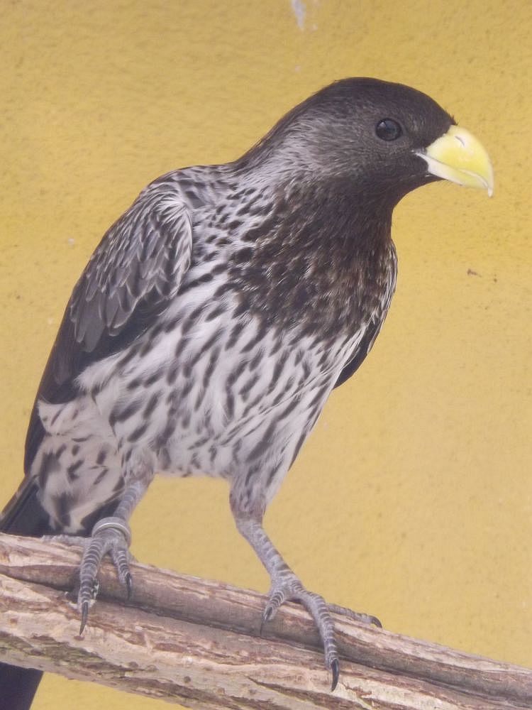 Schwarzschwanz-Lärmvogel (Vogelpark Olching)