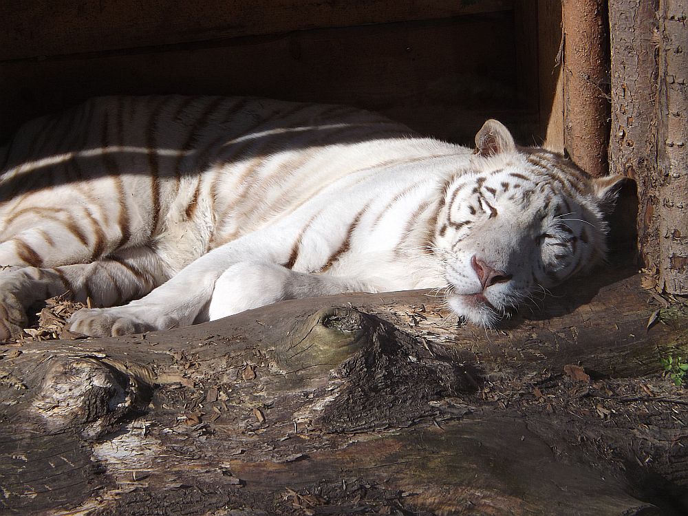 Weißer Tiger (Zoo Aschersleben)