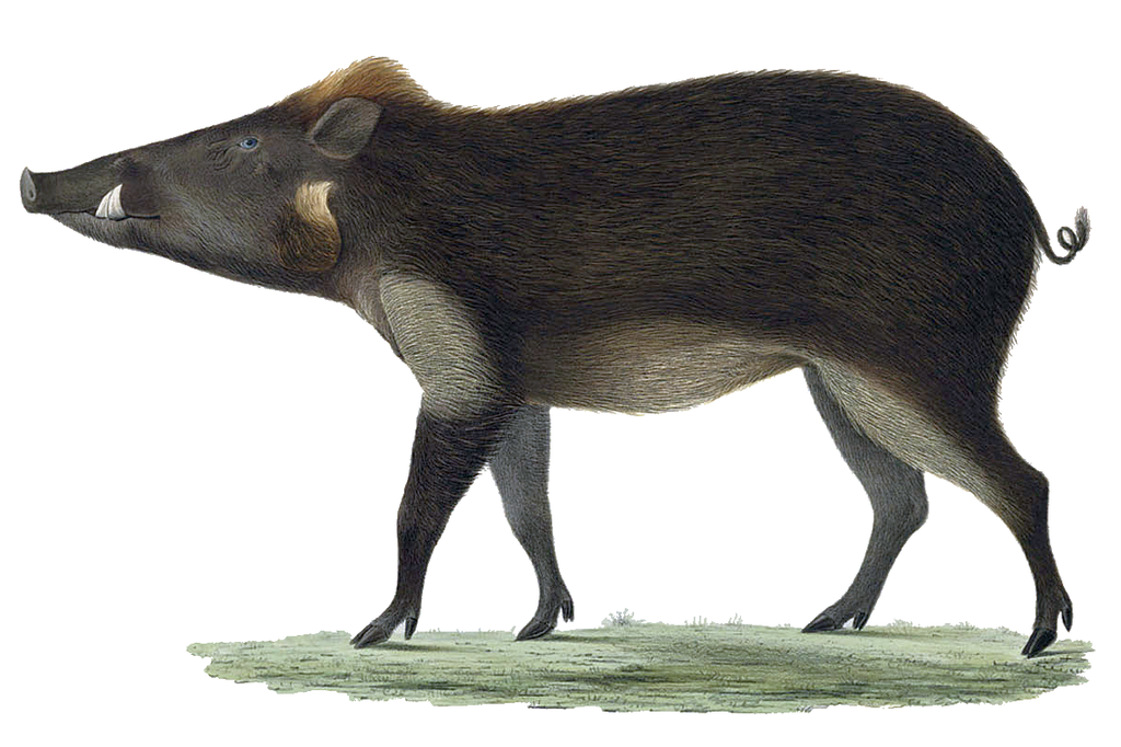 Javanisches Pustelschwein (H. Schlegel)