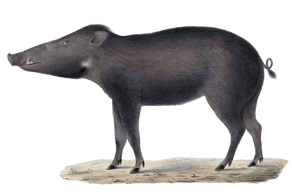 Sulawesi-Pustelschwein (H. Schlegel)