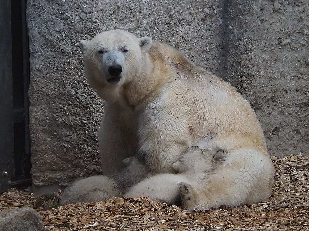 Eisbär (Tierpark Hellabrunn)