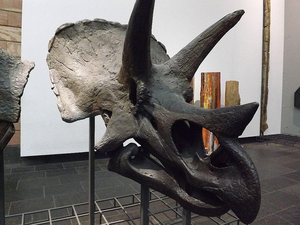 Triceratops (Senckenbergmuseum Frankfurt)