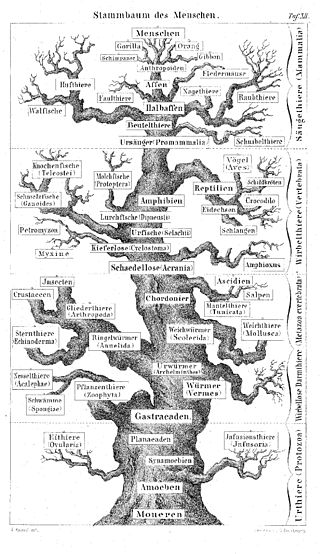 Der Stammbaum des Menschen (Haeckel)