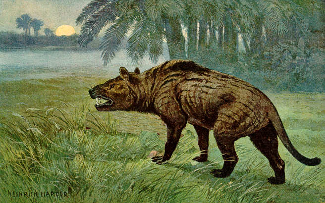 Hyaenodon (Heinrich Harder)