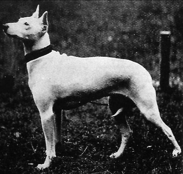 Olde White English Terrier Bylandt()
