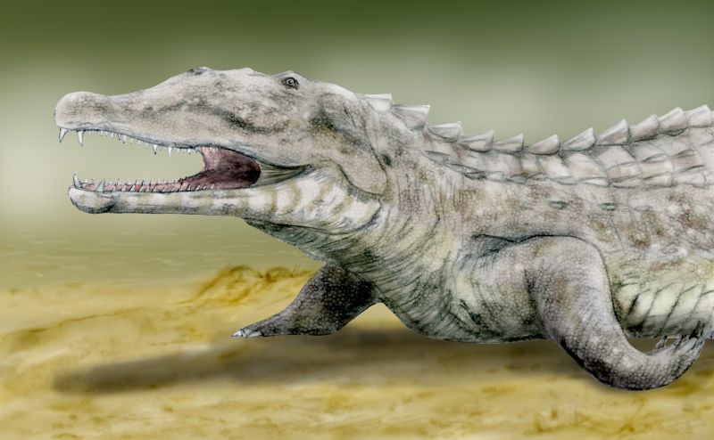 Smilosuchus gregorii (© N. Tamura)