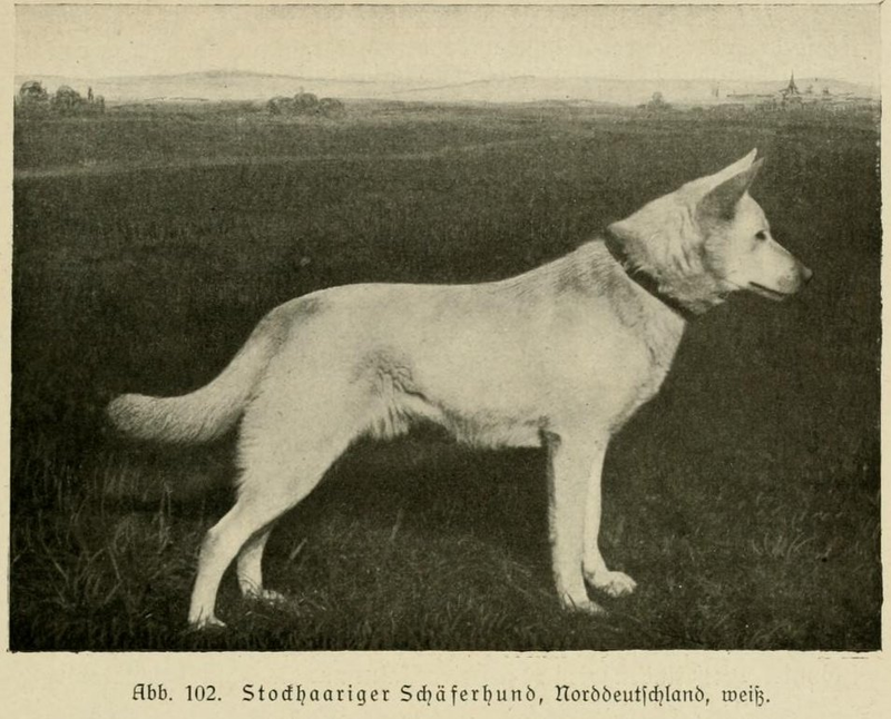 Stockhaariger Schäferhund, Norddeutschland, weiß (Max von Stephanitz)